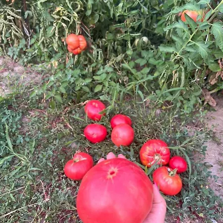 ненийски 펜션
