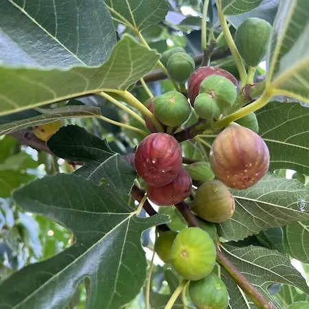 ненийски Сasa de vacaciones