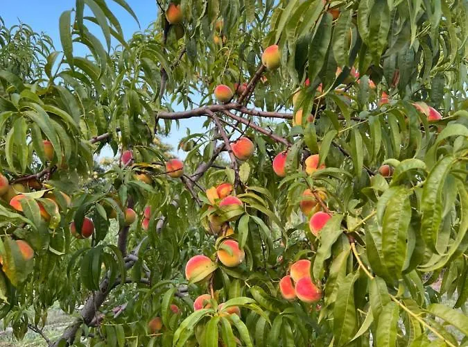 בית נופש ненийски Lom