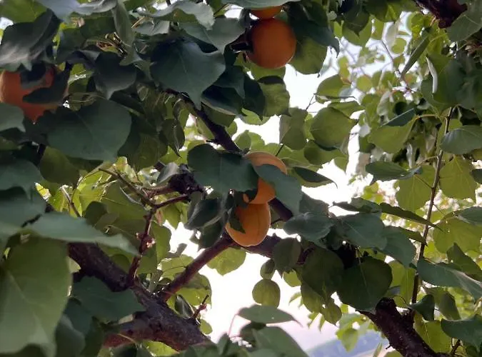 בית נופש ненийски *