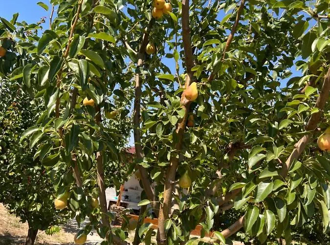 ненийски בית נופש