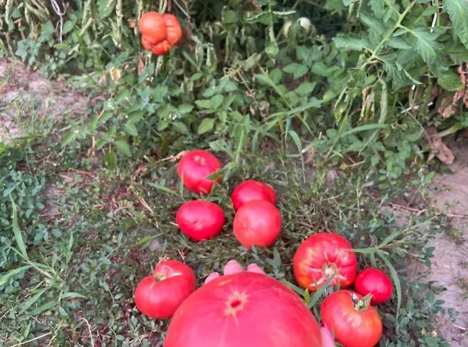 ненийски בית נופש