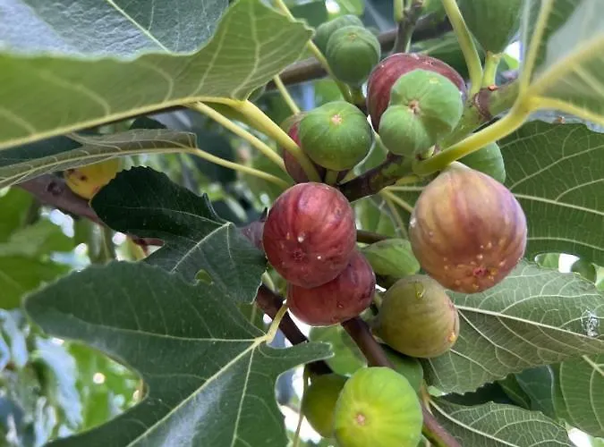 ненийски בית נופש